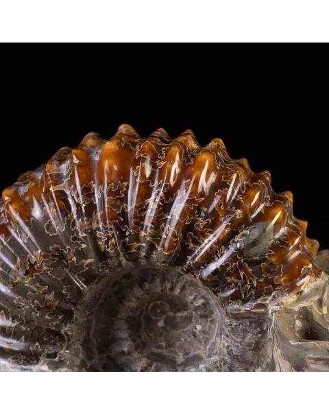 Douvilliceras: Ammonite Fossile del Cretaceo.