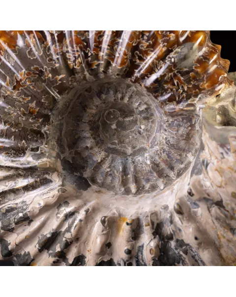 Douvilliceras: Ammonite Fossile del Cretaceo.