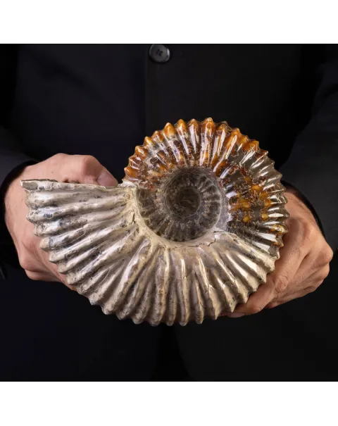 Douvilliceras: Ammonite Fossile del Cretaceo.