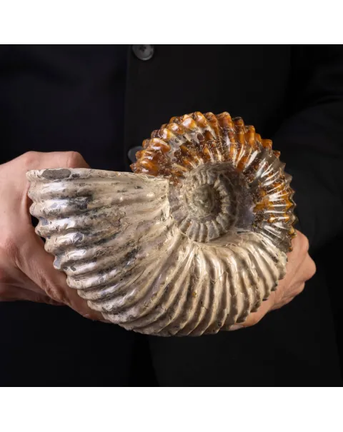 Douvilliceras: Ammonite Fossile del Cretaceo.