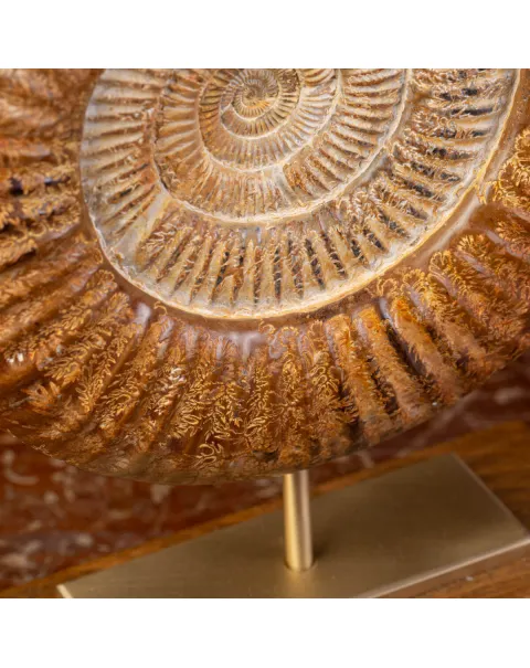 Ammonite Fossile Douvilliceras: Conchiglia Preistorica del Cretacico.