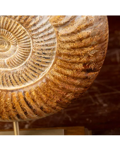 Ammonite Fossile Douvilliceras: Conchiglia Preistorica del Cretacico.