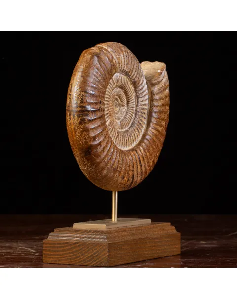 Ammonite Fossile Douvilliceras: Conchiglia Preistorica del Cretacico.