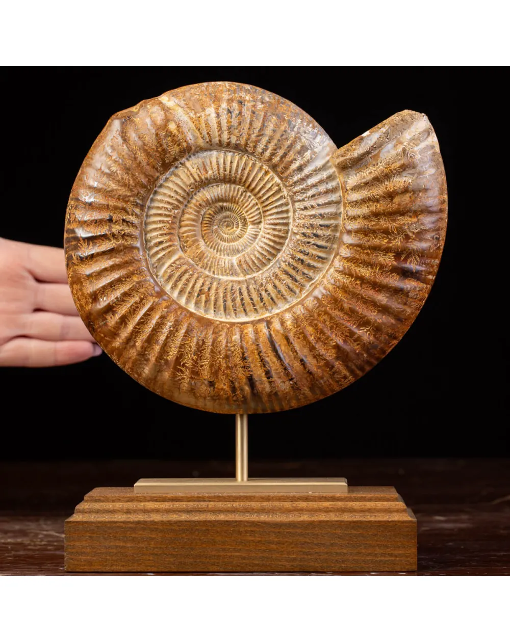 Ammonite Fossile Douvilliceras: Conchiglia Preistorica del Cretacico.