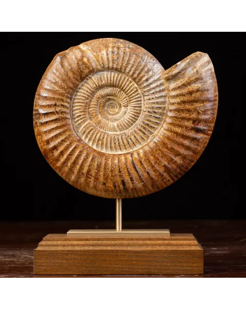 Ammonite Fossile Douvilliceras: Conchiglia Preistorica del Cretacico.