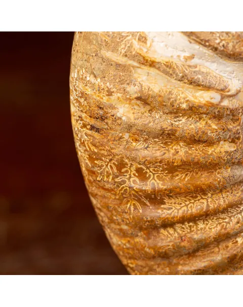 Ammonite Fossile Douvilliceras: Conchiglia Preistorica del Cretacico.