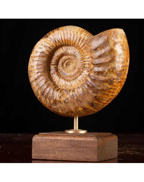 Ammonite Fossile Douvilliceras: Raffinatezza Preistorica su Base in Legno e Ottone.