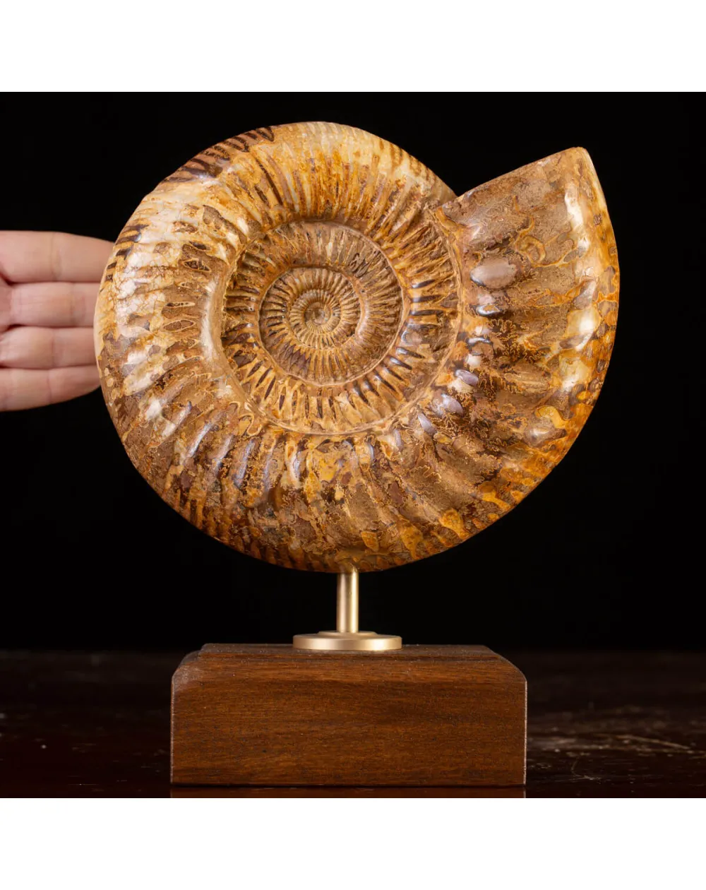 Ammonite Fossile Douvilliceras: Raffinatezza Preistorica su Base in Legno e Ottone.