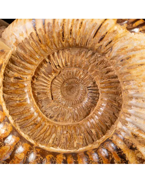Ammonite Fossile Douvilliceras: Raffinatezza Preistorica su Base in Legno e Ottone.