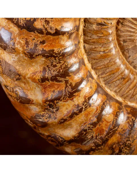 Ammonite Fossile Douvilliceras: Raffinatezza Preistorica su Base in Legno e Ottone.