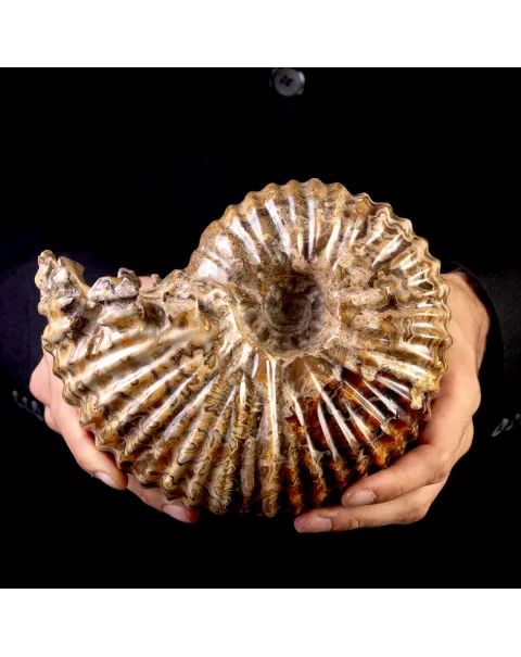 Ammonite Fossile Douvilliceras – Madagascar.