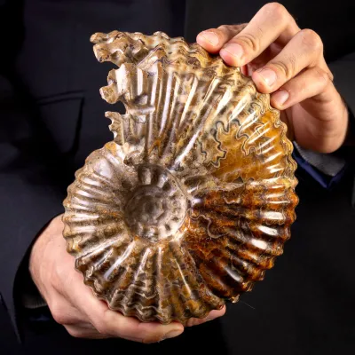 Ammonite Fossile Douvilliceras – Madagascar.