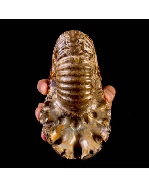 Ammonite Fossile Douvilliceras – Madagascar.