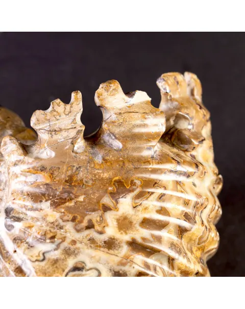 Ammonite Fossile Douvilliceras – Madagascar.
