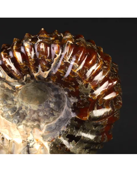 Ammonite Fossile Douvilliceras – Madagascar.