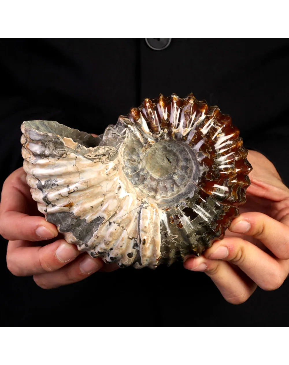 Ammonite Fossile Douvilliceras – Madagascar.