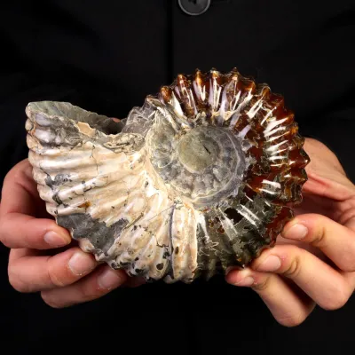 Ammonite Fossile Douvilliceras – Madagascar.
