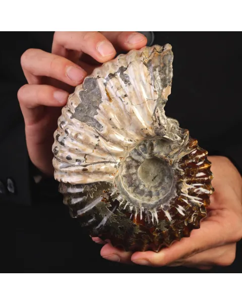 Ammonite Fossile Douvilliceras – Madagascar.