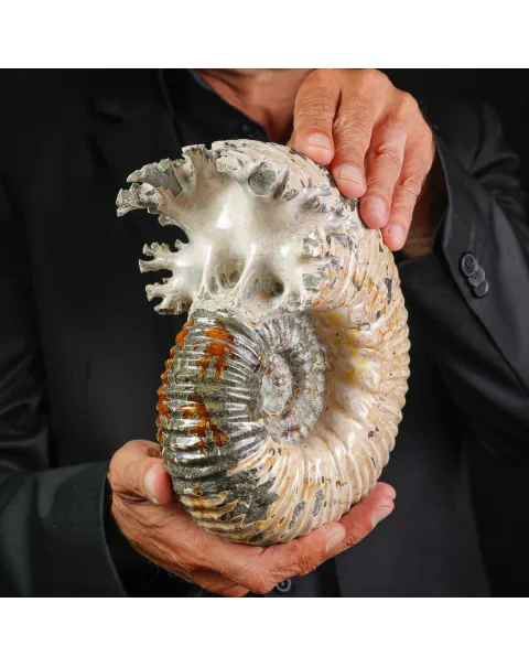 Ammonite Fossile Douvilliceras sp. – Madagascar.