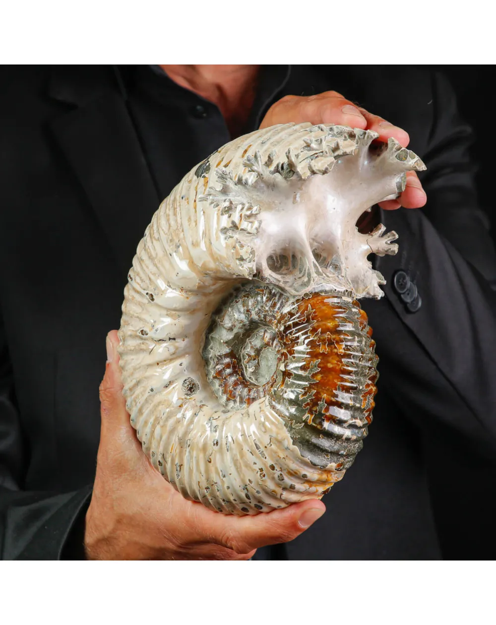 Ammonite Fossile Douvilliceras sp. – Madagascar.