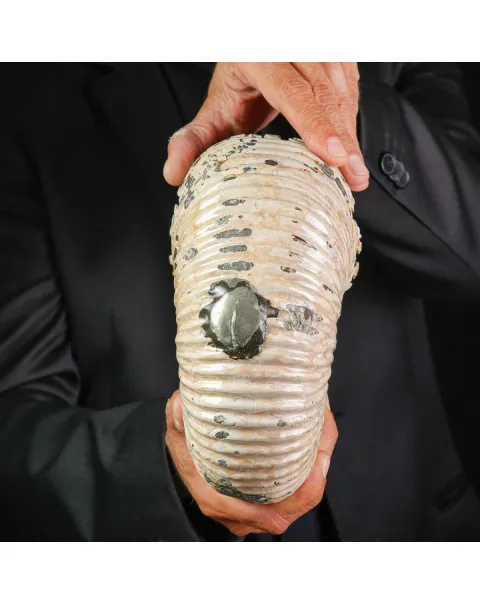 Ammonite Fossile Douvilliceras sp. – Madagascar.