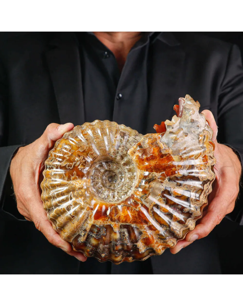 Ammonite Fossile Douvilliceras sp. – Madagascar