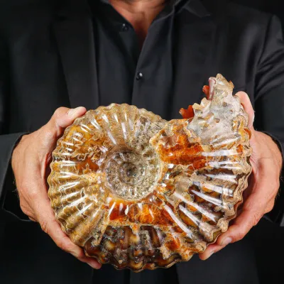 Ammonite Fossile Douvilliceras sp. – Madagascar