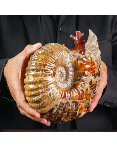Ammonite Fossile Douvilliceras sp. – Madagascar