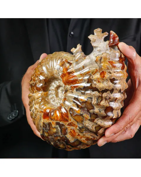 Ammonite Fossile Douvilliceras sp. – Madagascar