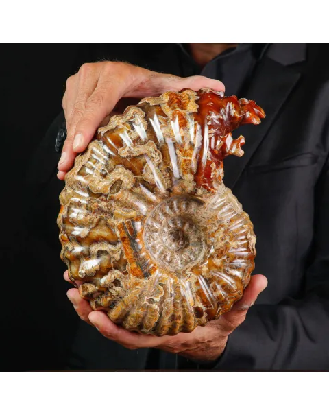 Ammonite Fossile Douvilliceras sp. – Madagascar