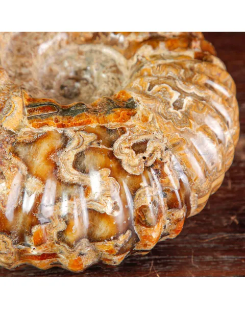 Ammonite Fossile Douvilliceras sp. – Madagascar