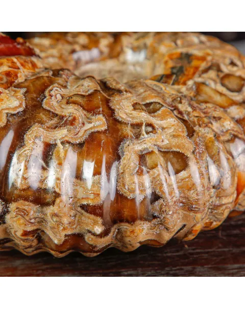 Ammonite Fossile Douvilliceras sp. – Madagascar