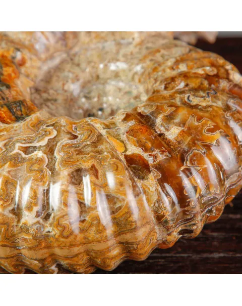 Ammonite Fossile Douvilliceras sp. – Madagascar
