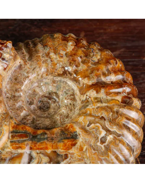 Ammonite Fossile Douvilliceras sp. – Madagascar