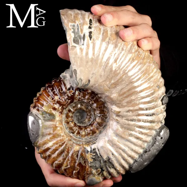 Ammonite Douvilleiceras Mammillatum con Pirite – Madagascar.