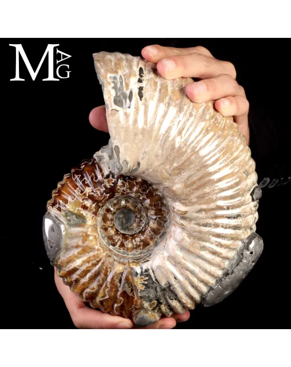 Ammonite Douvilleiceras Mammillatum con Pirite –...