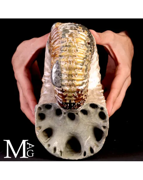 Ammonite Douvilleiceras Mammillatum con Pirite – Madagascar.