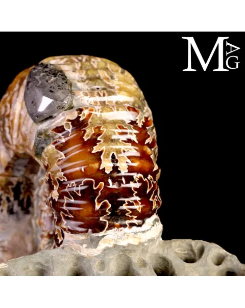 Ammonite Douvilleiceras Mammillatum con Pirite – Madagascar.