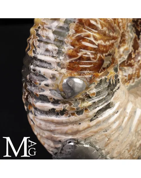 Ammonite Douvilleiceras Mammillatum con Pirite – Madagascar.