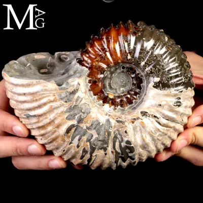 Ammonite Douvilleiceras Mammillatum levigata con suture visibili – Madagascar