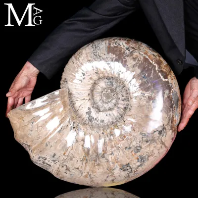 Ammonite Gigante Douvilleiceras – Madagascar