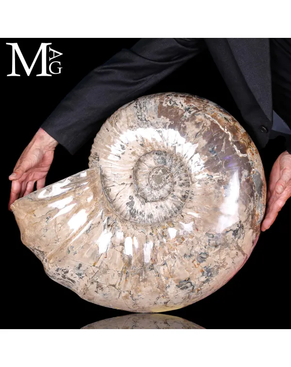 Ammonite Gigante Douvilleiceras – Madagascar