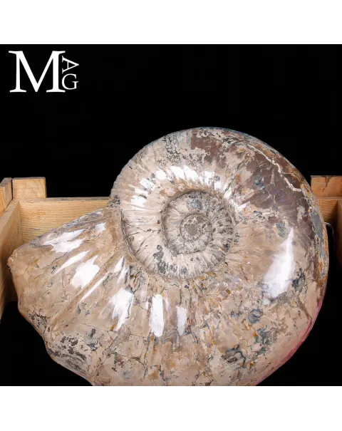 Ammonite Gigante Douvilleiceras – Madagascar