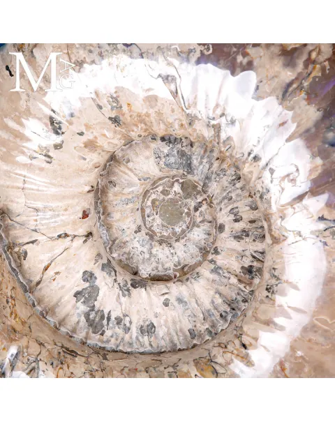 Ammonite Gigante Douvilleiceras – Madagascar
