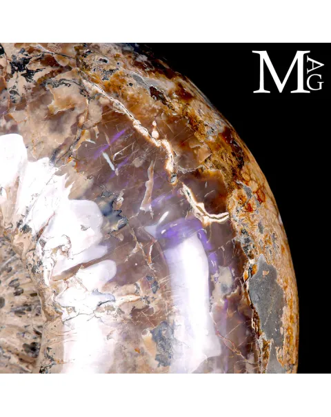 Ammonite Gigante Douvilleiceras – Madagascar