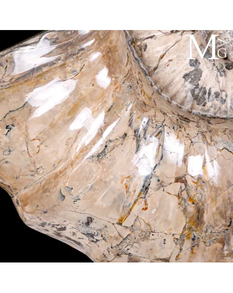 Ammonite Gigante Douvilleiceras – Madagascar
