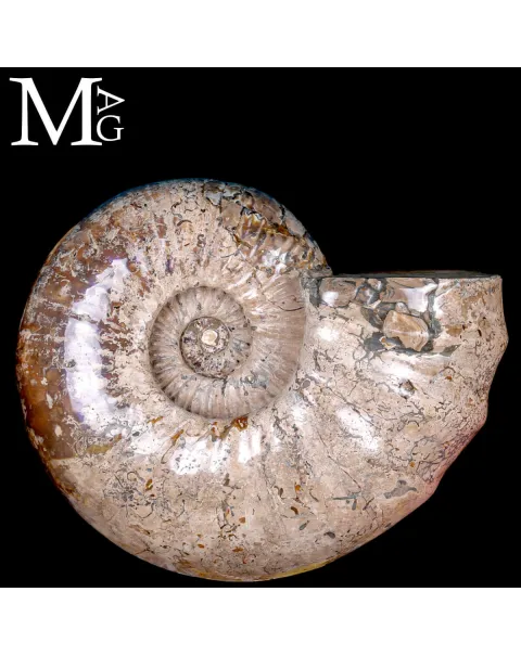 Ammonite Gigante Douvilleiceras – Madagascar