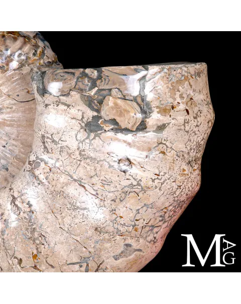 Ammonite Gigante Douvilleiceras – Madagascar