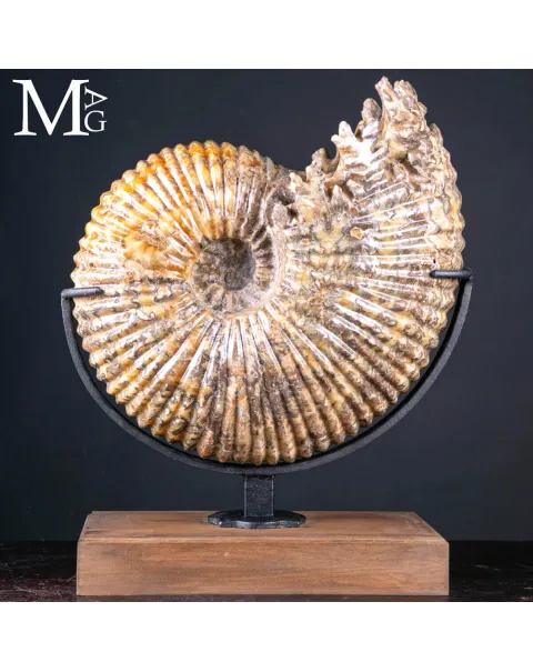 Douvilleiceras Mammillatum – Ammonite su Base.