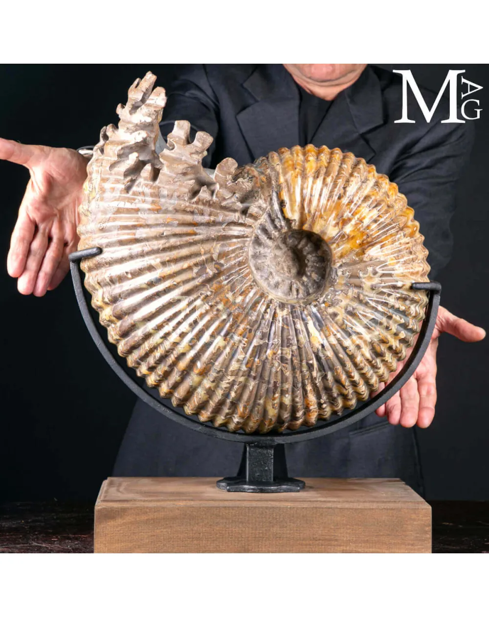 Douvilleiceras Mammillatum – Ammonite su Base.